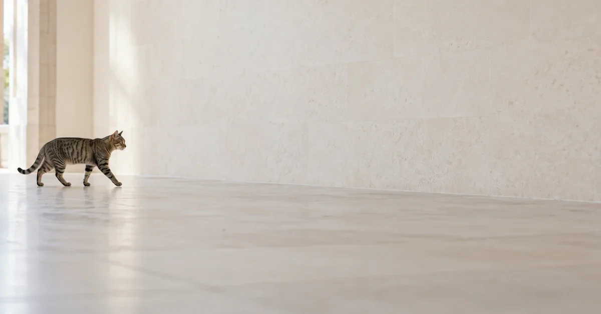 Brown mackerel tabby cat walking across a pale hallway with its forepaws visible.