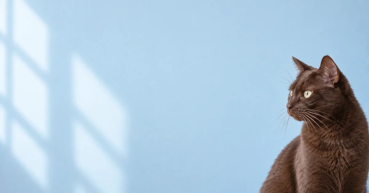 Chocolate-brown cat in side profile with intact whiskers against a pale-blue wall.