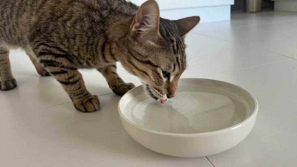 Brown tabby cat drinking water from a ceramic bowl.