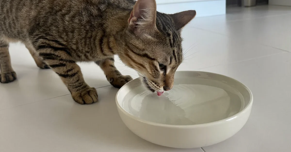 Brown tabby cat drinking water from a ceramic bowl.