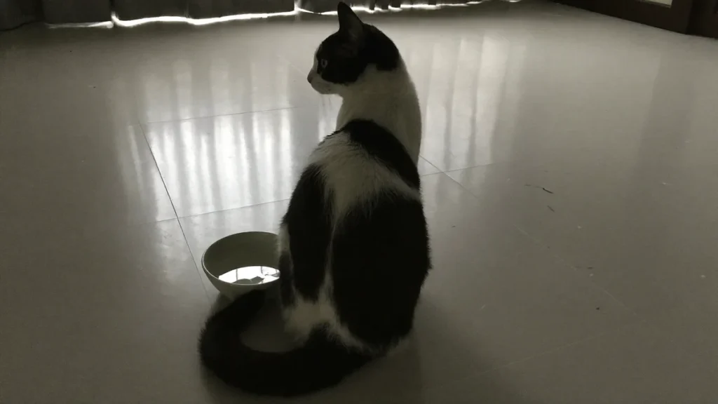 Black-and-white cat sitting on a shaded tiled floor beside a water bowl.