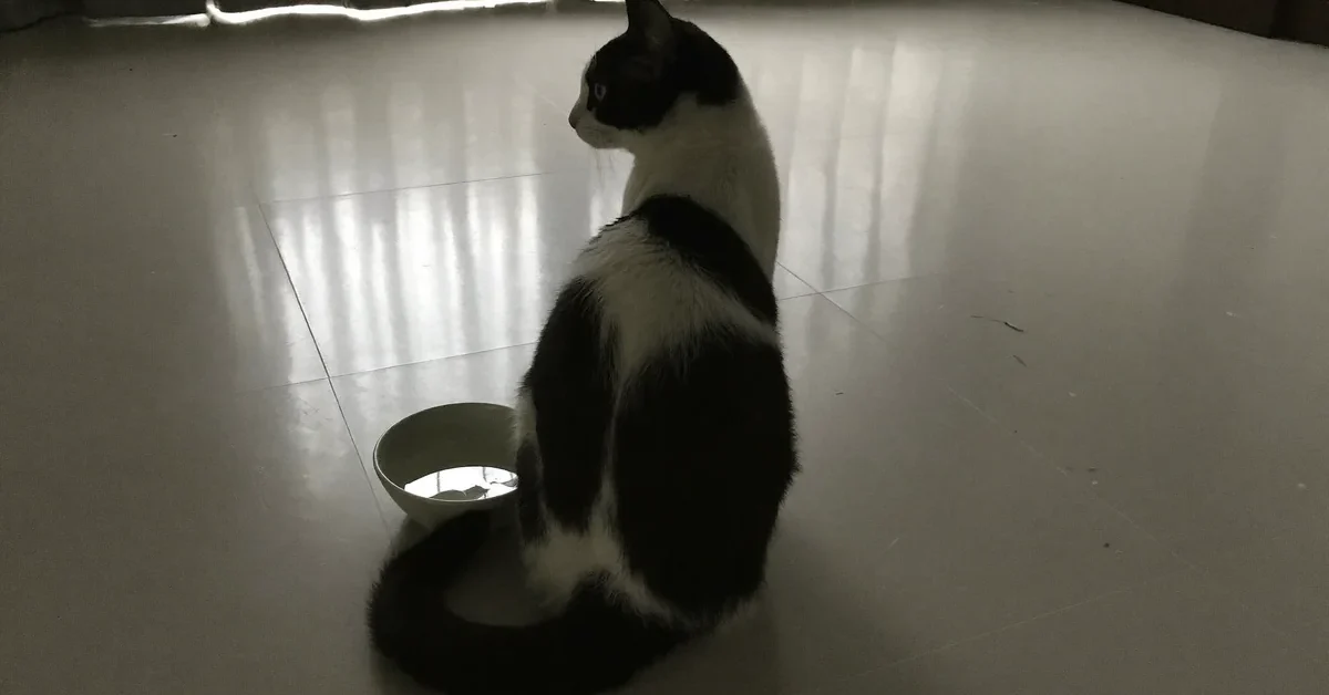 Black-and-white cat sitting on a shaded tiled floor beside a water bowl.