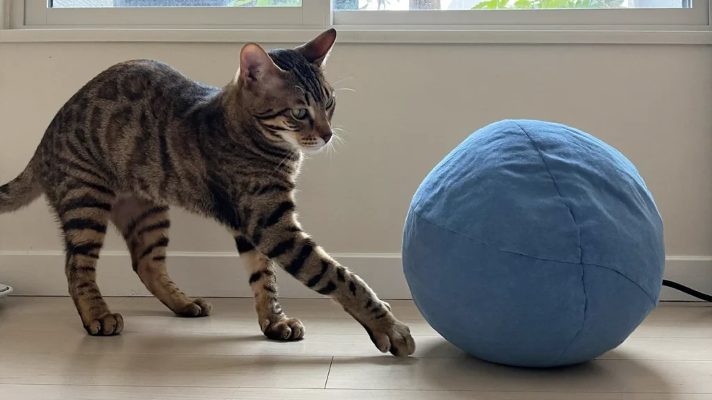 A brown tabby cat reaches forward with one front paw beside a large blue fabric ball.