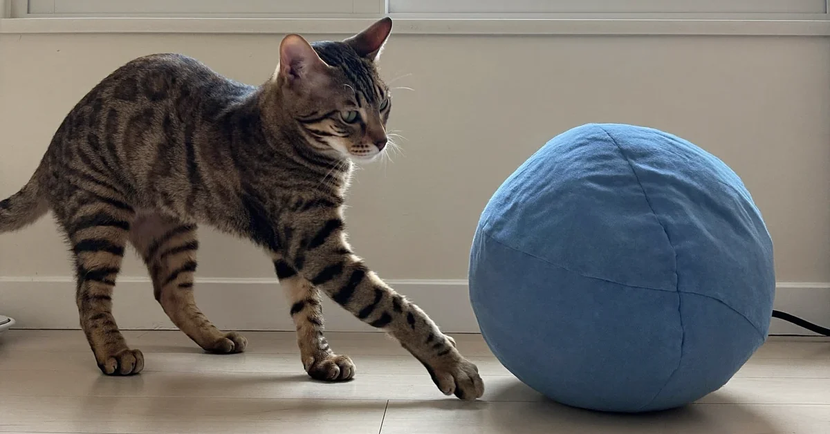 A brown tabby cat reaches forward with one front paw beside a large blue fabric ball.