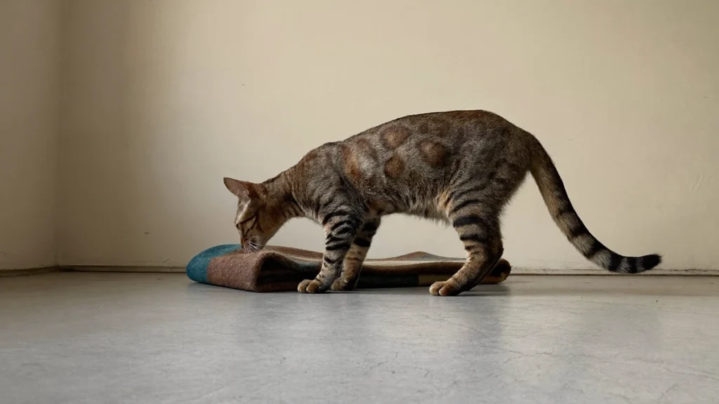 Brown tabby cat standing over a folded blanket with its nose near the fabric.
