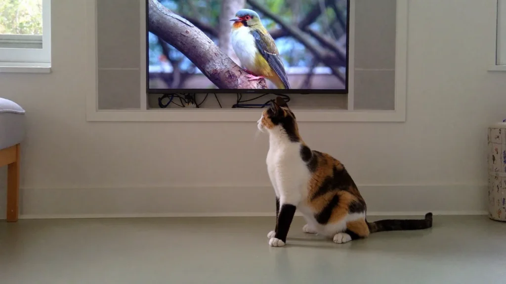Calico cat sitting near a television showing a bird.