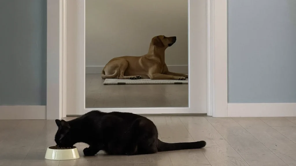 Black cat eating from a floor-level bowl while a dog rests beyond a closed glass door.