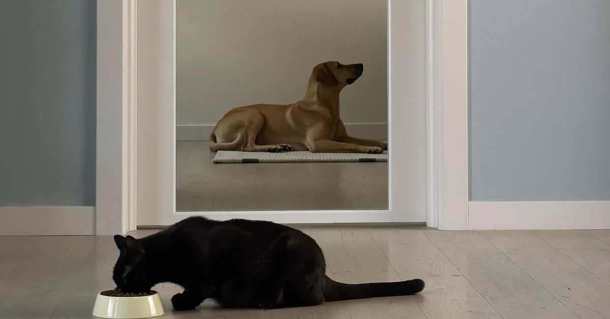 Black cat eating from a floor-level bowl while a dog rests beyond a closed glass door.