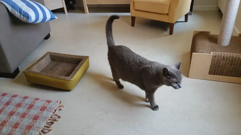 Solid blue-gray shorthair cat walking across a light living-room floor between a gray sofa, mustard cat bed, yellow armchair, and wooden scratching post.
