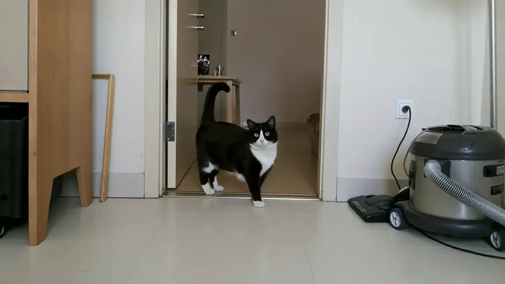 Black-and-white tuxedo cat stepping through an open doorway on light tile while a grey canister vacuum with hose sits plugged into a wall outlet to the right.