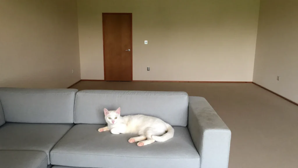 White cat resting on a pale sofa in a room with a closed wooden door.