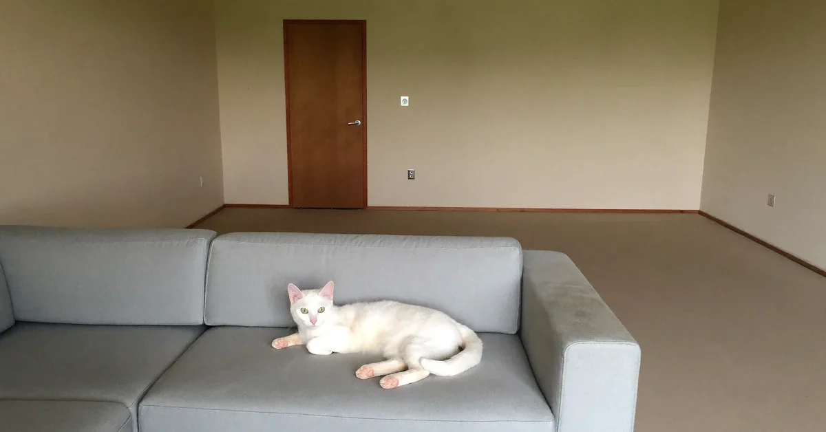White cat resting on a pale sofa in a room with a closed wooden door.