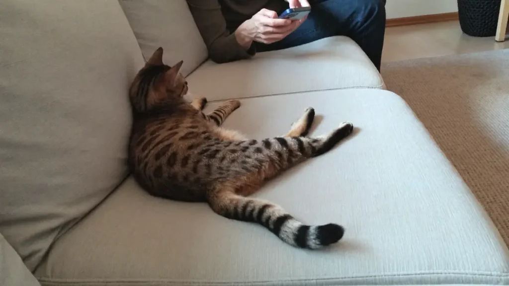 A spotted brown tabby cat stretched out on a pale sofa while a person sitting beside them looks at a phone.