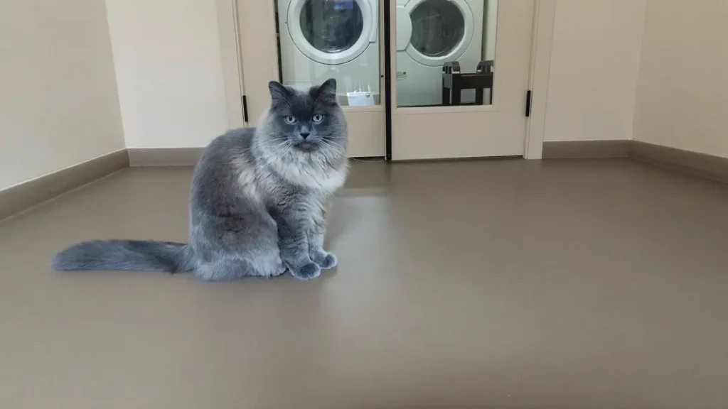 A long-haired blue-gray cat sits on the floor outside closed glass-paneled laundry-room doors, with two front-loading washing machines behind the glass.