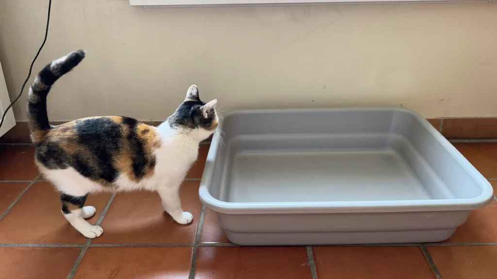 Calico cat standing beside an empty, unlined gray litter tray on a tiled floor.