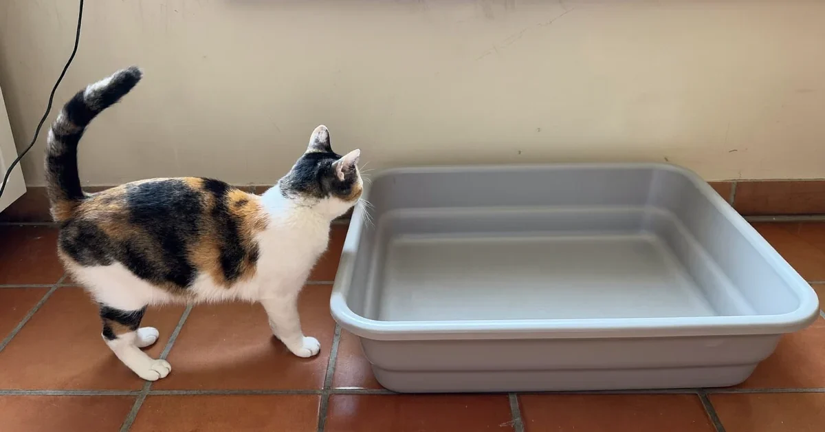 Calico cat standing beside an empty, unlined gray litter tray on a tiled floor.