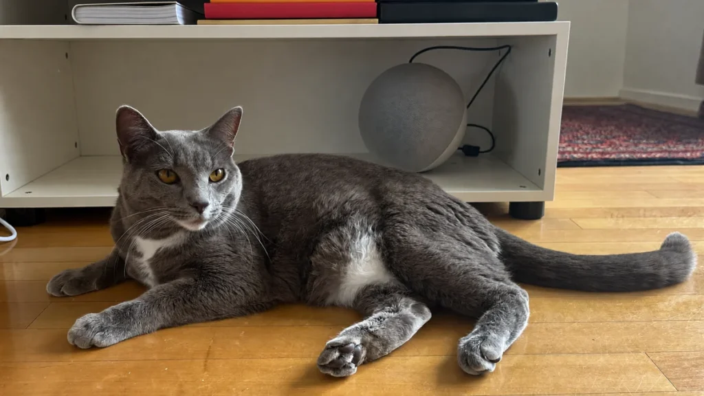 Gray cat resting on a wooden floor near a round speaker.