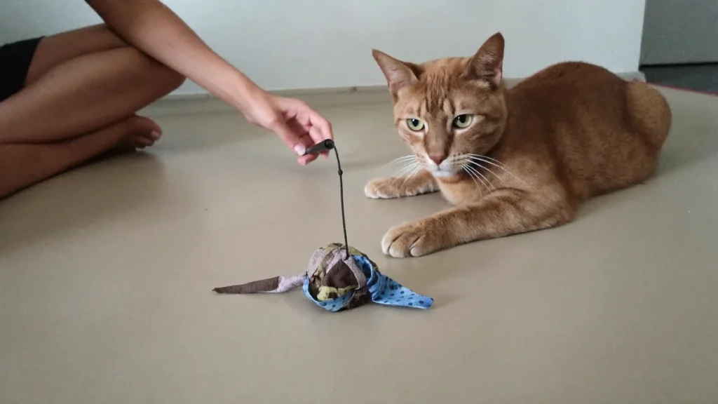 Ginger cat beside a fabric lure on a cord held by a seated person.
