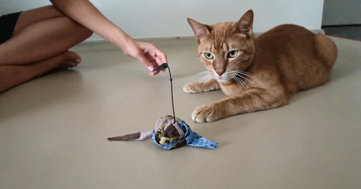Ginger cat beside a fabric lure on a cord held by a seated person.