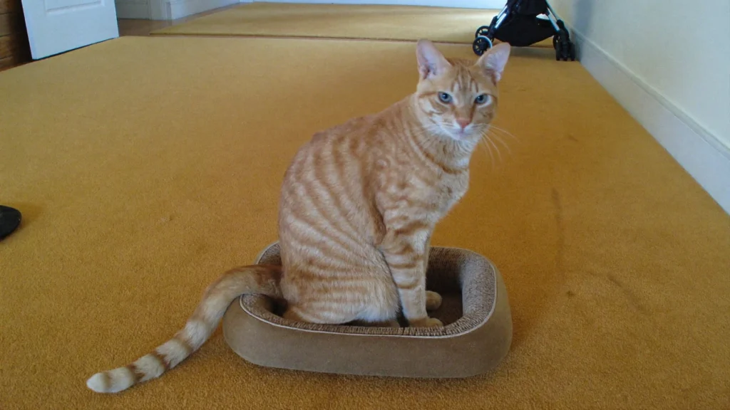 Ginger tabby cat sitting in a low cat bed with a stroller in the background.