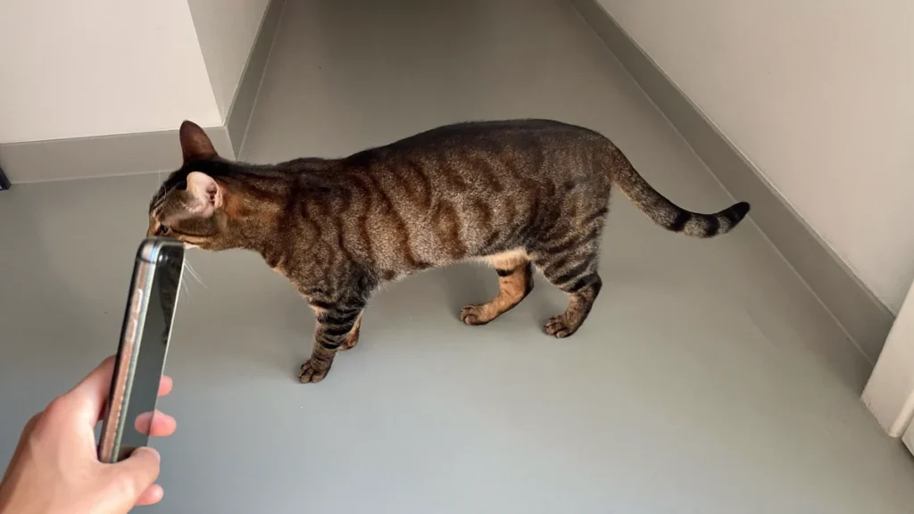 Brown tabby cat standing in a hallway near a hand holding a phone.
