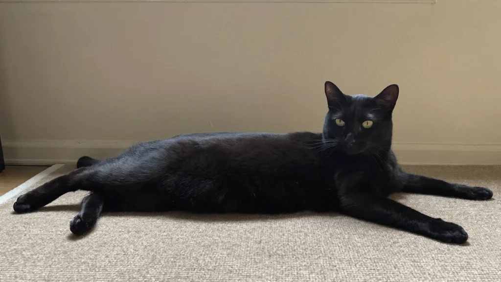 Black cat lying comfortably on a beige rug.