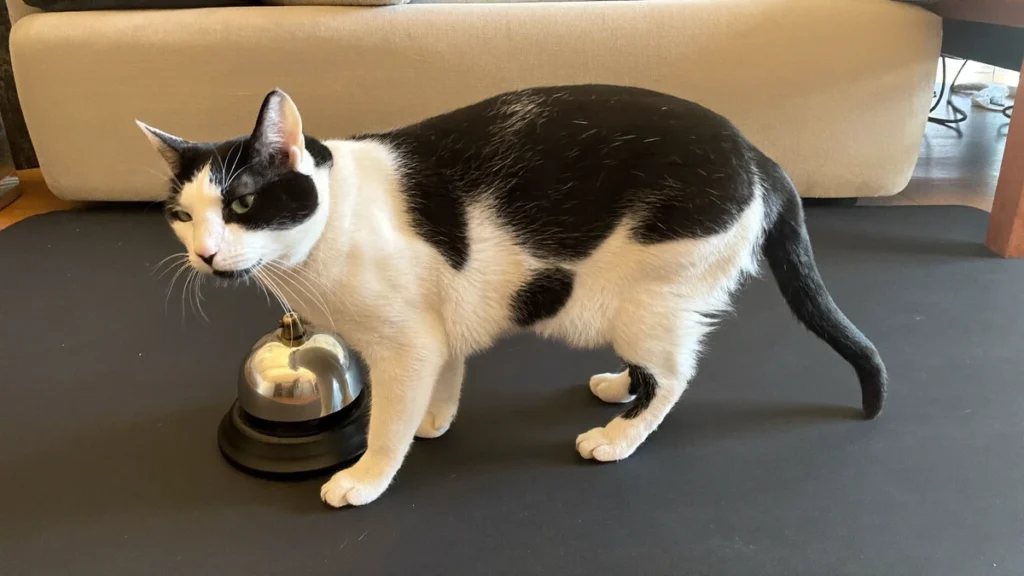 Black-and-white cat standing beside a desk bell on a dark mat.