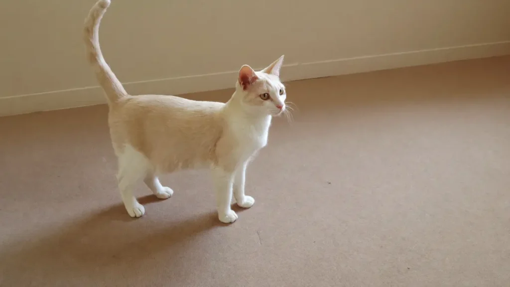 A cream-and-white shorthair cat standing on all four paws on a plain beige carpet beside a cream wall, tail raised.