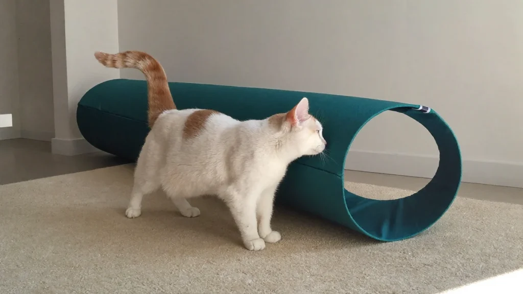 Cream-and-white cat standing beside a teal fabric tunnel on a beige rug.
