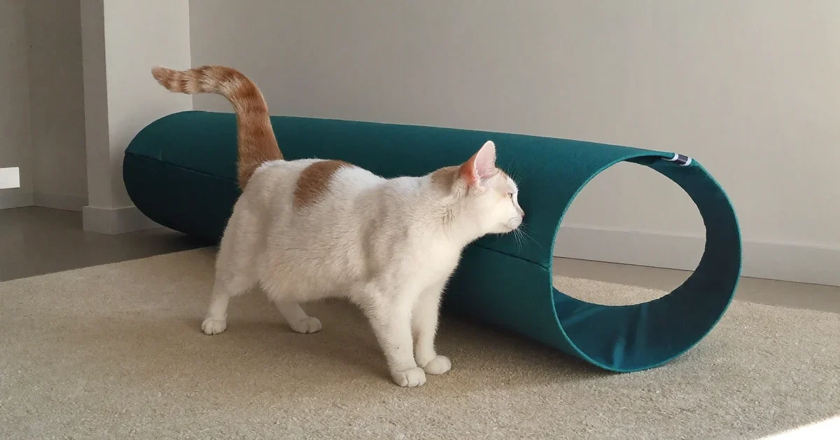 Cream-and-white cat standing beside a teal fabric tunnel on a beige rug.