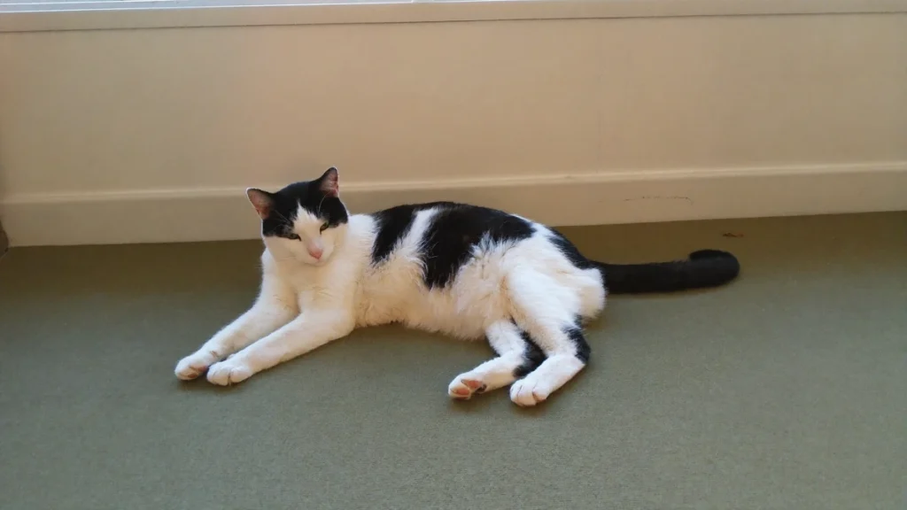 Black-and-white cat lying on its side on a muted green rug beside a cream wall.