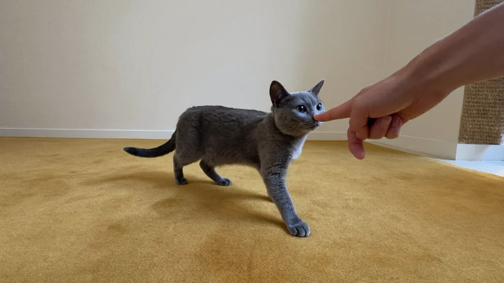 Blue-gray cat approaching an outstretched finger on an ochre rug.