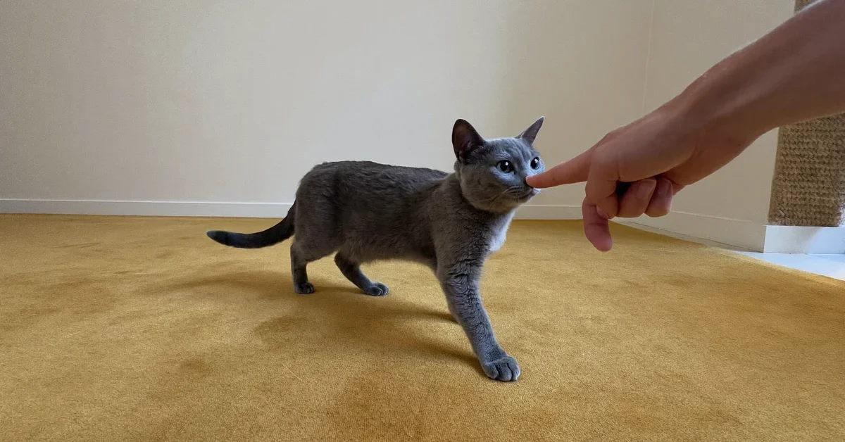 Blue-gray cat approaching an outstretched finger on an ochre rug.