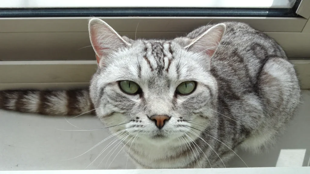 Silver-gray tabby cat with green eyes and narrow vertical pupils in bright daylight.