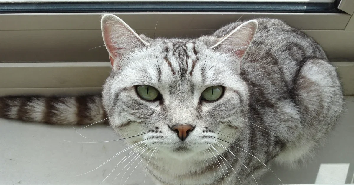 Silver-gray tabby cat with green eyes and narrow vertical pupils in bright daylight.