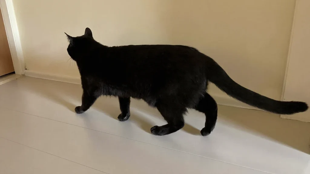 Black cat walking across a light hallway floor with its full tail visible.